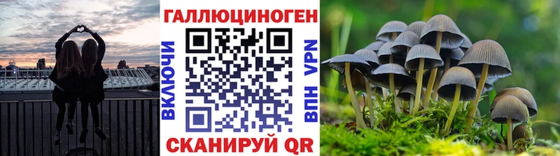 Псилоцибиновые грибы Psilocybine cubensis  Ак-Довурак 